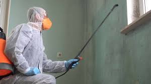 Why You Should Choose Our Mold Remediation Services in Lake Elsinore, CA